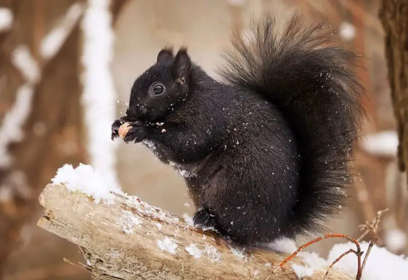 Black Squirrels in Connecticut