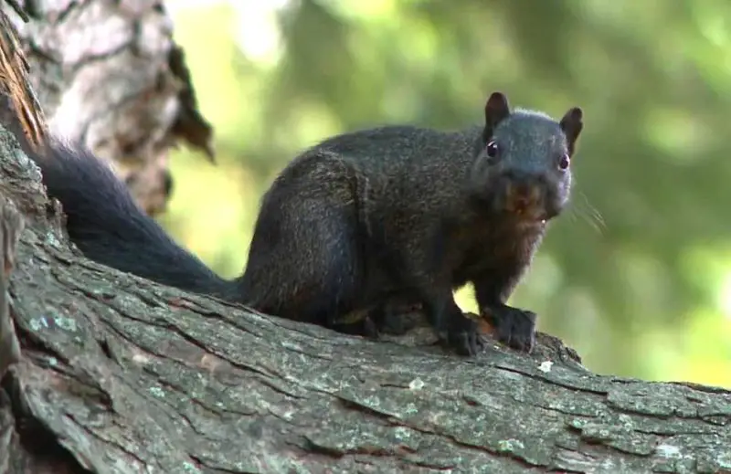 Black Squirrels in Iowa Parks