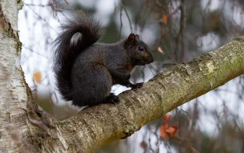 Black Squirrels in Tennessee