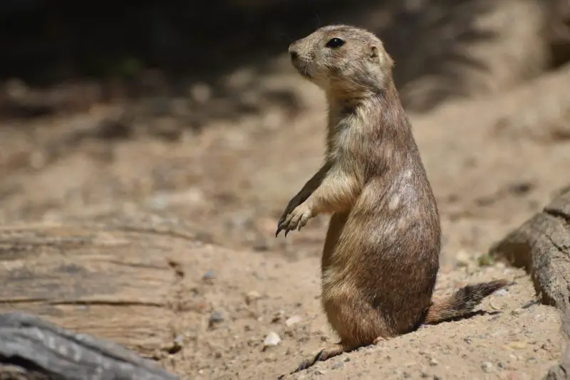 Black-tailed Prairie Dogs