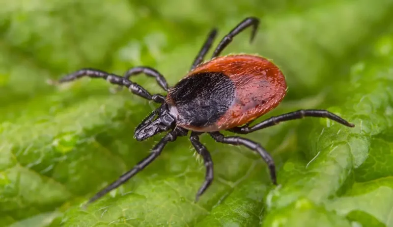 Dangerous Bugs in Mississippi