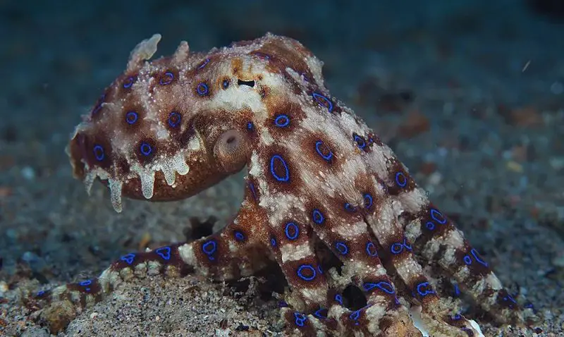 Venomous Marine Life in Hawaii