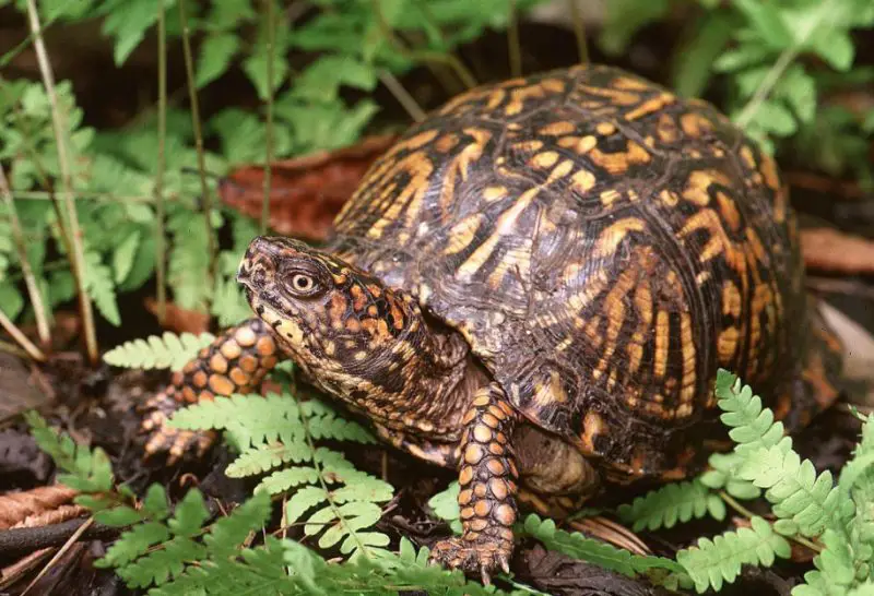 box-turtles-appear-near-homes-in-north-carolina-800x546-2 Box Turtles Appear Near Homes in North Carolina
