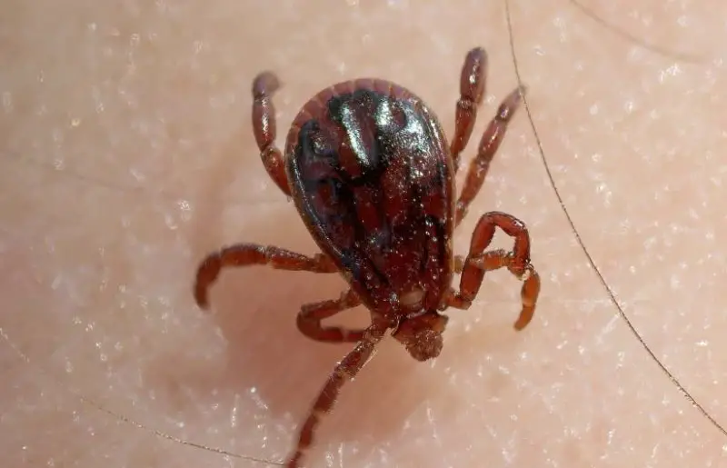 Dangerous Bugs in Mississippi