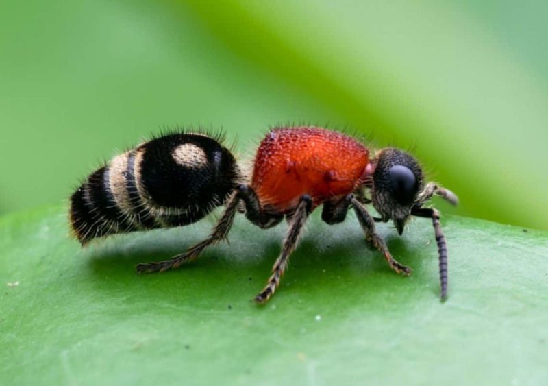 California Velvet Ant “Cow Killer”