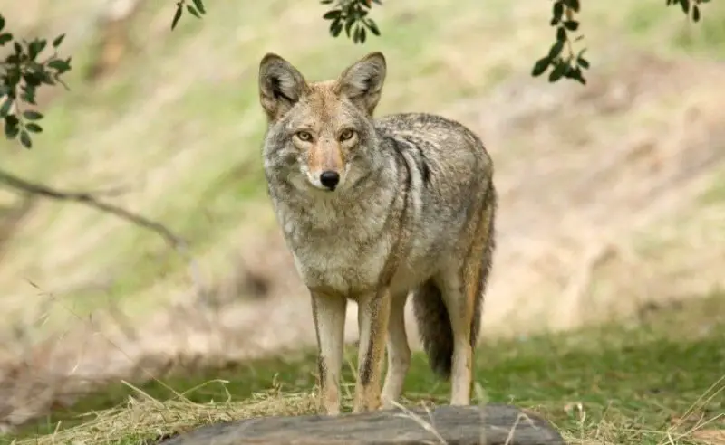 Can Coyotes in California Interbreed with Domestic Dogs