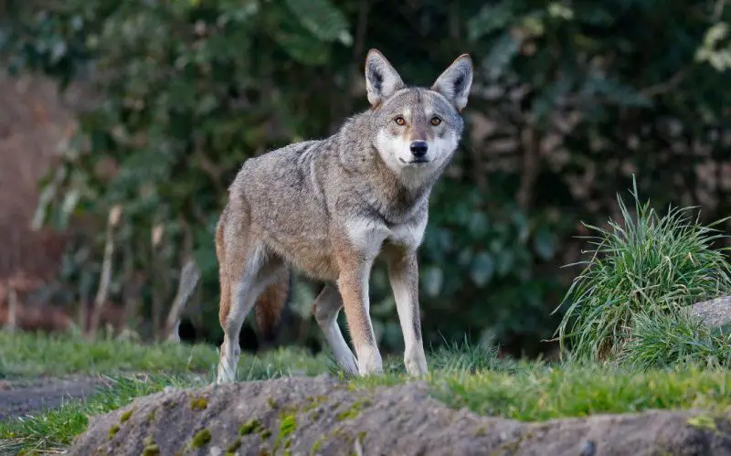 Can Wolves in Idaho Breed with Coyotes