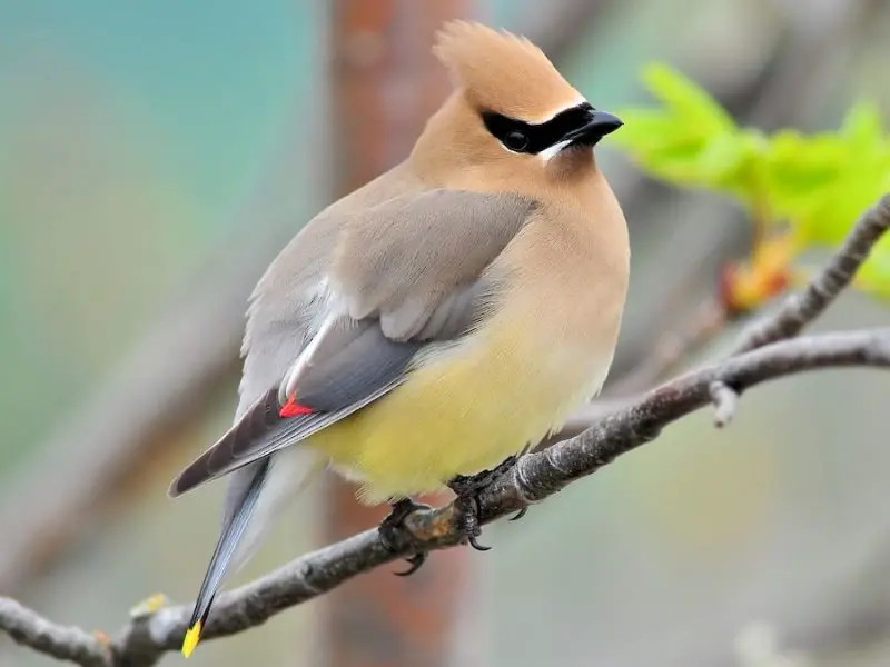 cedar-waxwing-bombycilla-cedrorum-800x600-1 Birds With Yellow Heads in Kansas