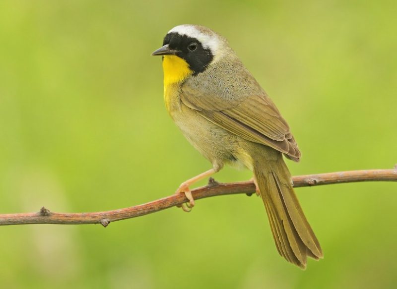 common-yellowthroat-800x583-1 Birds With Yellow Heads in Kansas