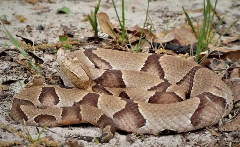 Copperheads in Texas