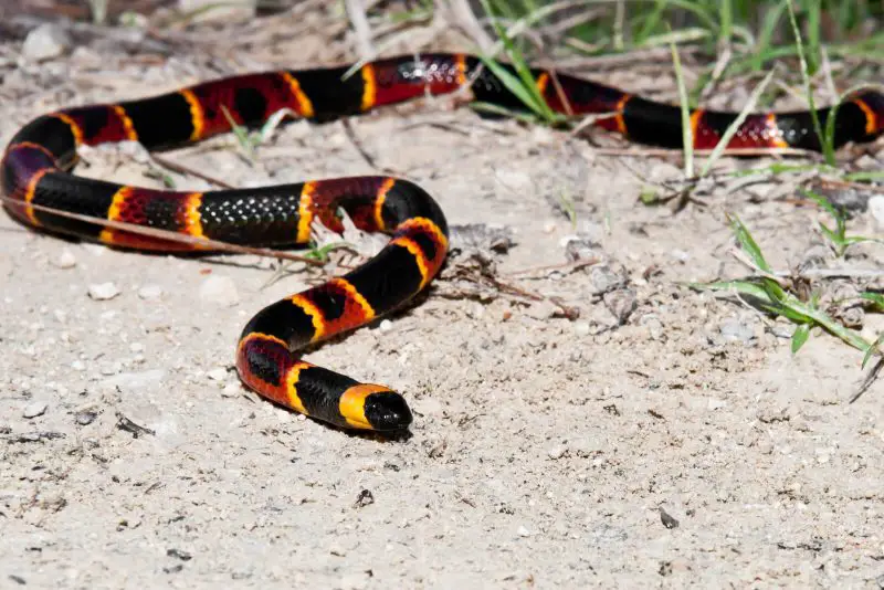 Coral Snake Venom in Florida