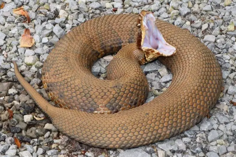 Cottonmouths in Western Kentucky