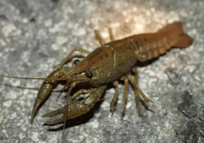 Creatures in Louisiana Wetlands That Avoid Daylight