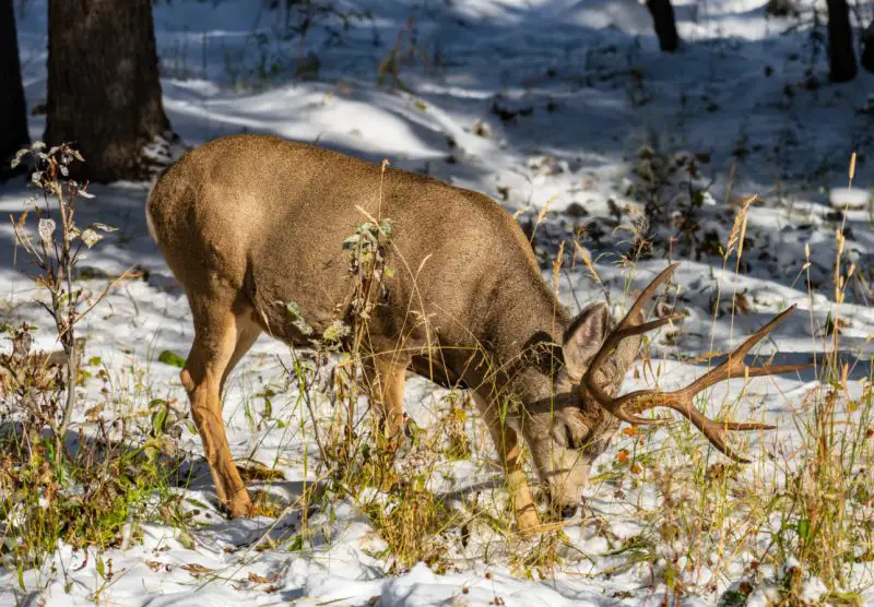 Deer Eat During Winter in Missouri