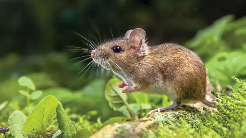 Deer Mice