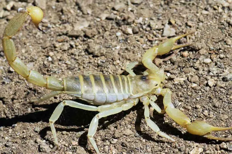Desert Hairy Scorpion in Nevada