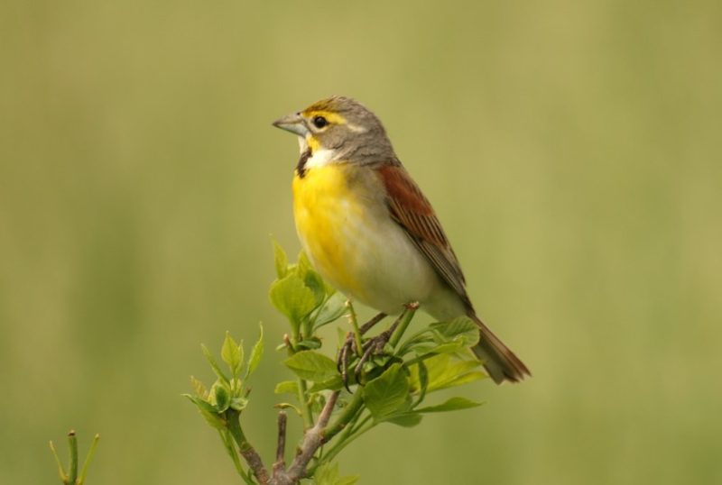 dickcissel-800x538-1 Birds With Yellow Heads in Kansas