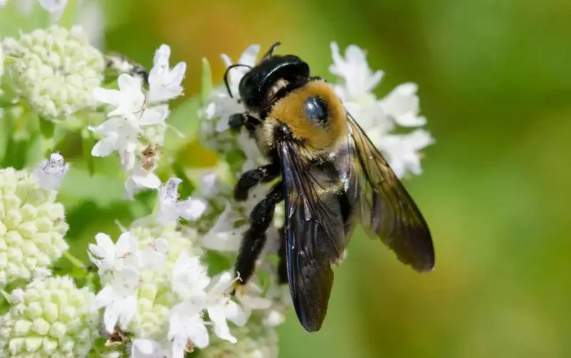 Dangerous Bugs in New Jersey