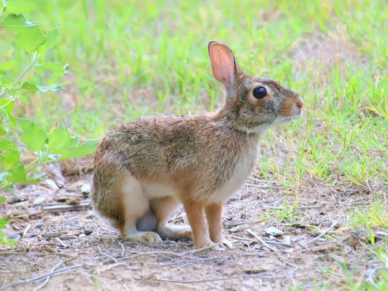 eastern-cottontail-sylvilagus-floridanus-800x600-2 Wild Rabbits in New Hampshire