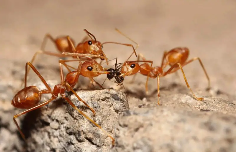 Fire Ants in Florida