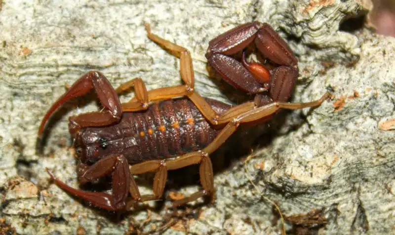 Florida Bark Scorpions
