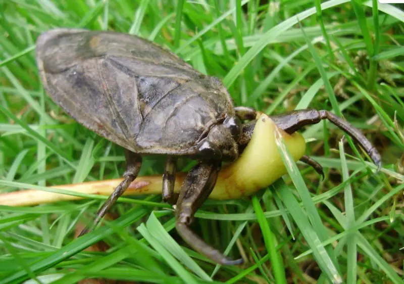 Dangerous Bugs in Mississippi