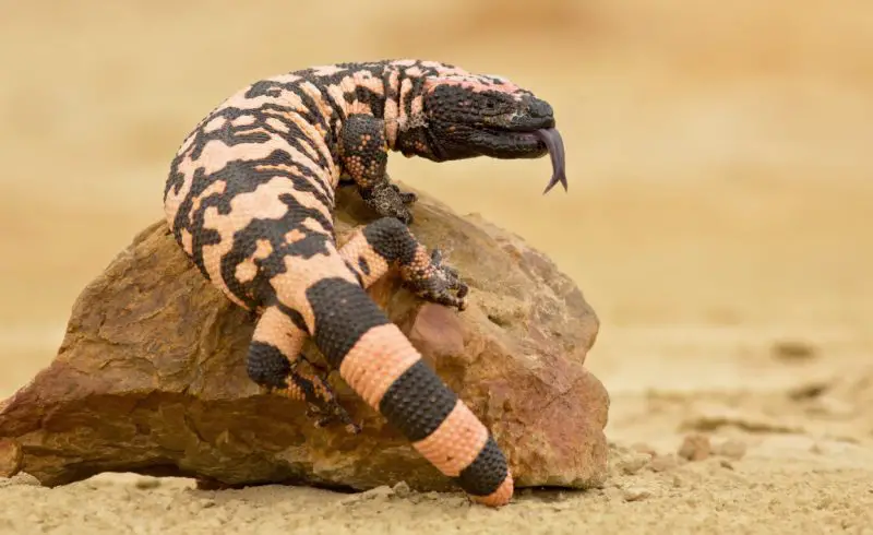 Gila Monster in Nevada