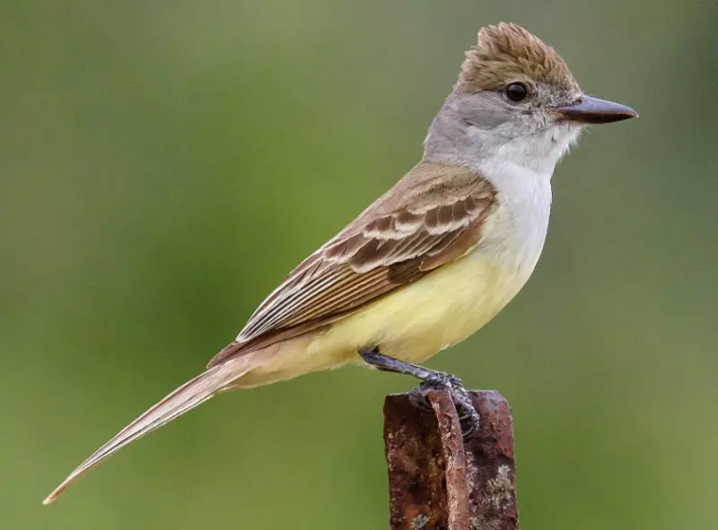 great-crested-flycatcher-800x591-1 Birds With Yellow Heads in Kansas