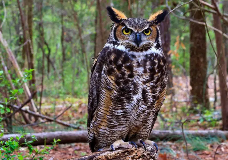 Great Horned Owls