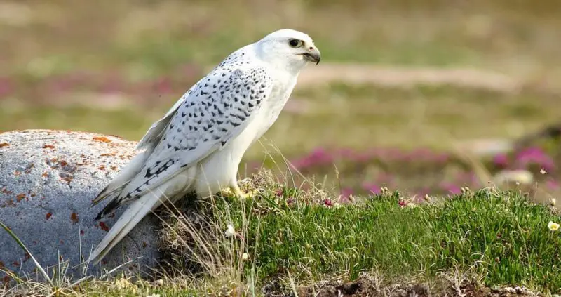 Falcons in Minnesota