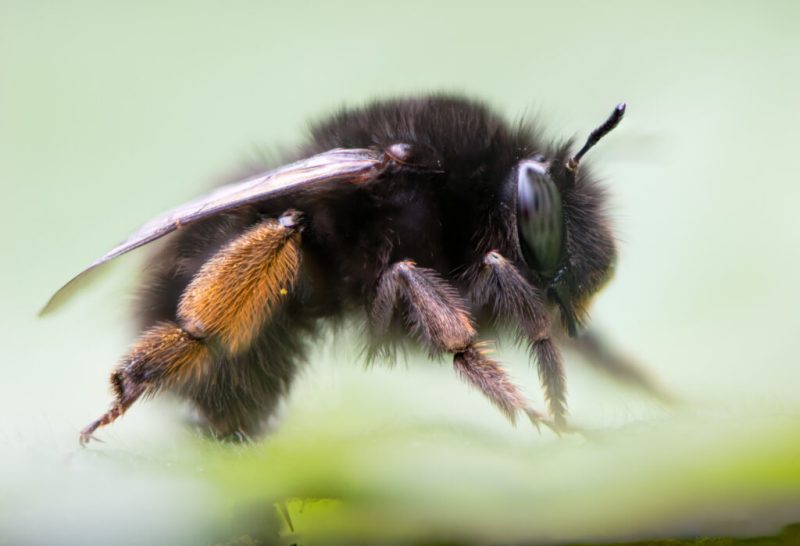 hairy-footed-flower-bee-800x546-1 Common Bees in California