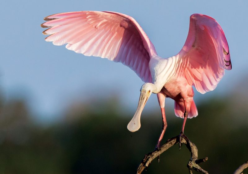 Hidden Behaviors of Florida Spoonbills