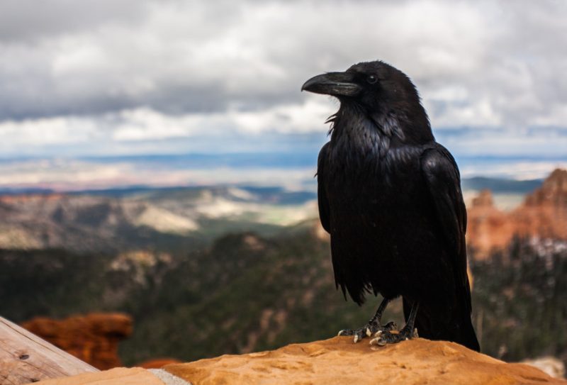 Hidden Intelligence of California Ravens