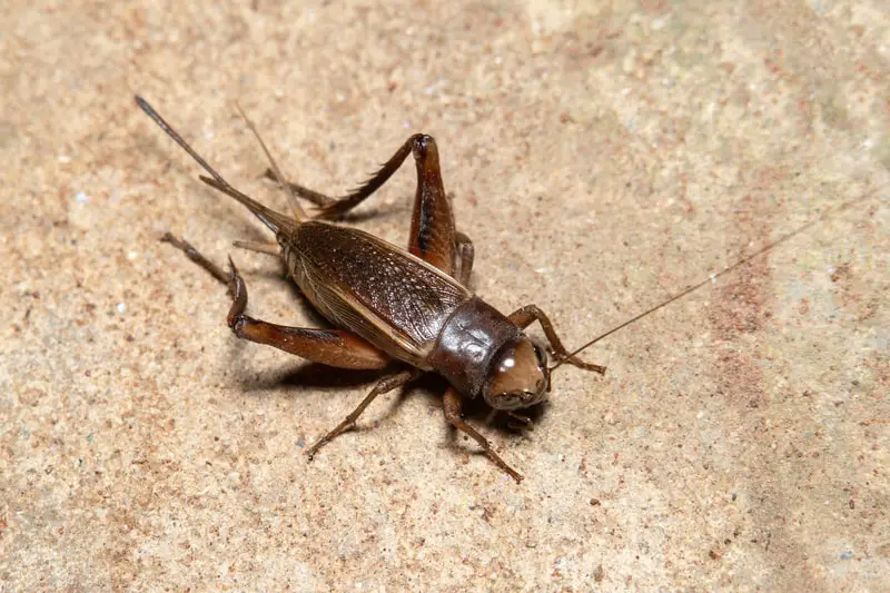House Crickets Appear Indoors in North Carolina