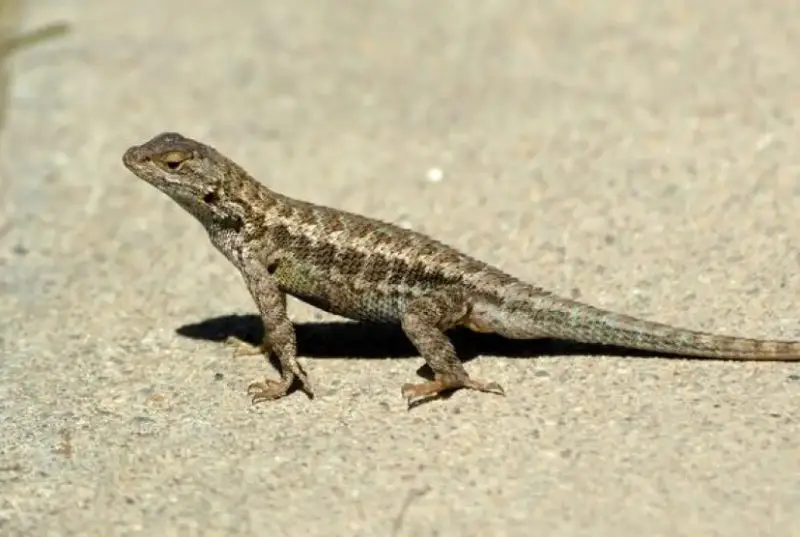 Lizards and Winter Feeding in Nevada