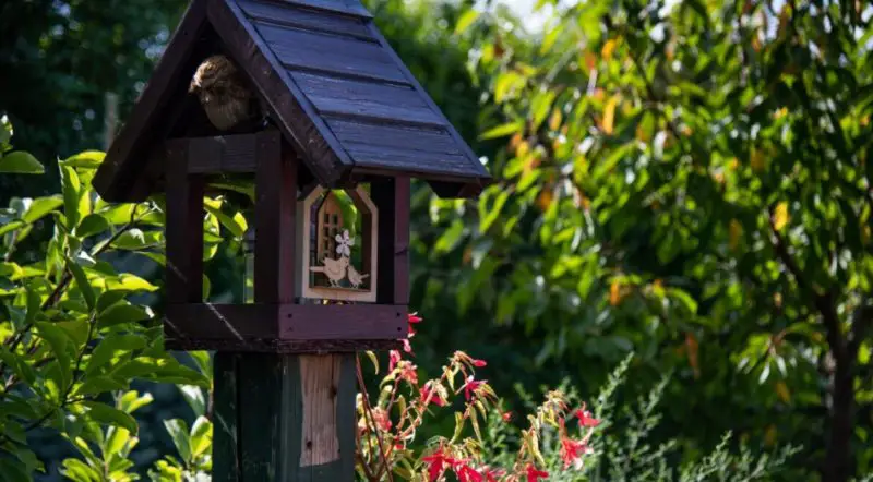 How Michigan Homeowners Can Create a Bird-Friendly Garden