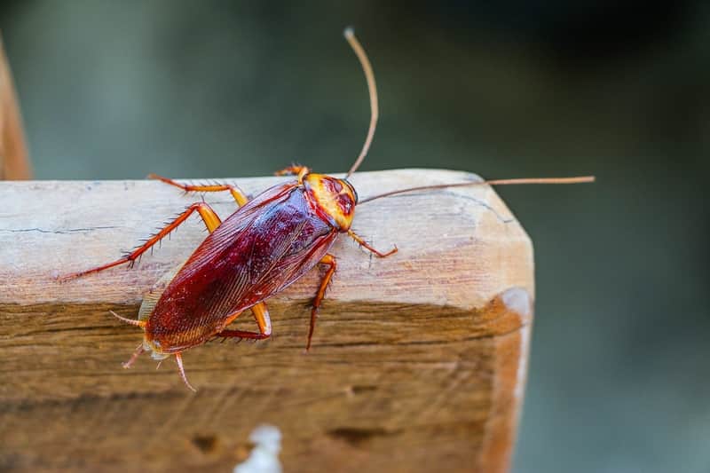 How Roaches Survive With Minimal Food in Pennsylvania Homes