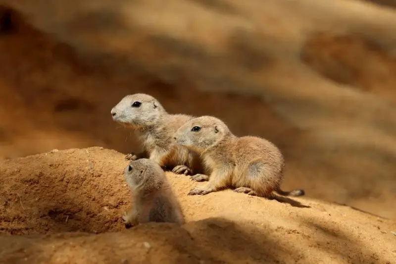 Interesting Things Utah Prairie Dogs Do to Communicate