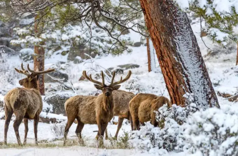 January Snowpack and Elk Sightings in Colorado