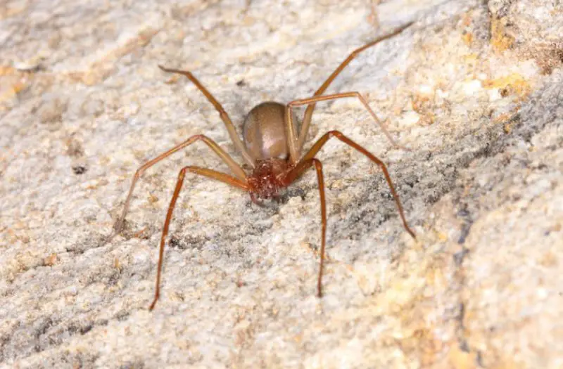 Kansas Brown Recluse