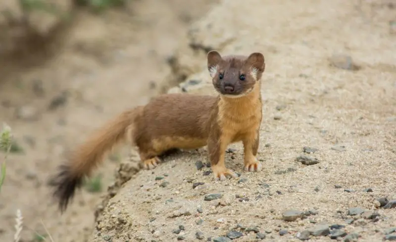 long-tailed-weasel-neogale-frenata-800x490-1 Animal Tracks in Wisconsin Snow
