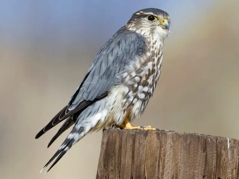 Falcons in Minnesota