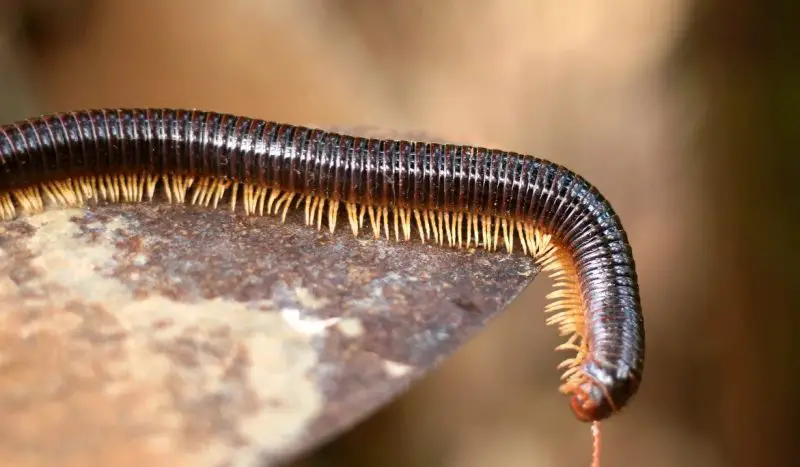 Millipedes Inside North Carolina Homes After Heavy Rain