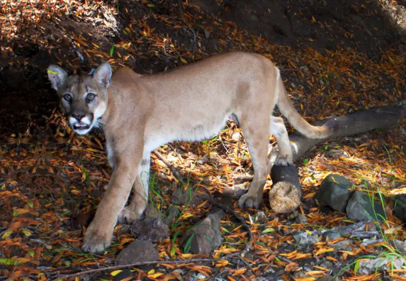 Mountain Lions in New Mexico