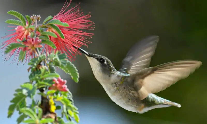 North Carolina Hummingbirds