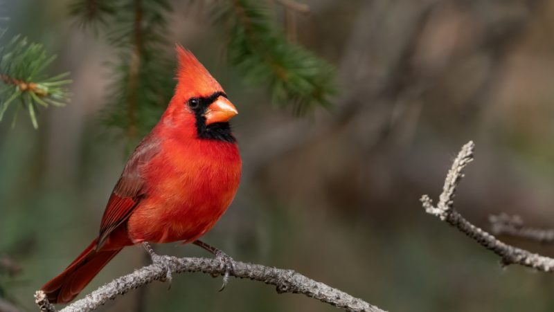 Northern Cardinals Thriving in Ohio