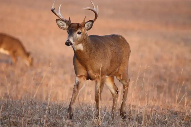 northern-white-tailed-deer-odocoileus-virginianus-borealis-800x534-1 Mammals Active Near Homes During Winter in Ohio