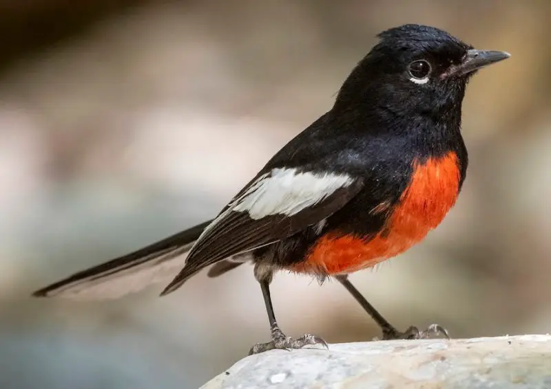 painted-redstart-800x566-1 Red Wing Patches in California