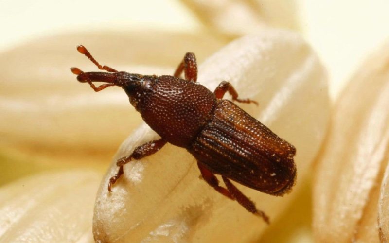 pantry-weevils-800x500-2 Why Weevils Invade Rice in Texas Kitchens