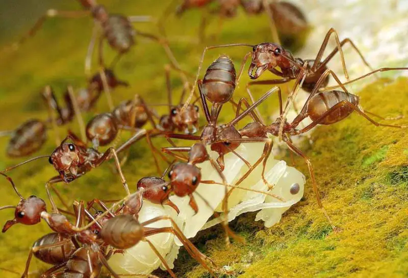 Pharaoh ants appear in New York apartments due to warm buildings, shared walls, hidden colonies, and indoor conditions that support year-round survival.